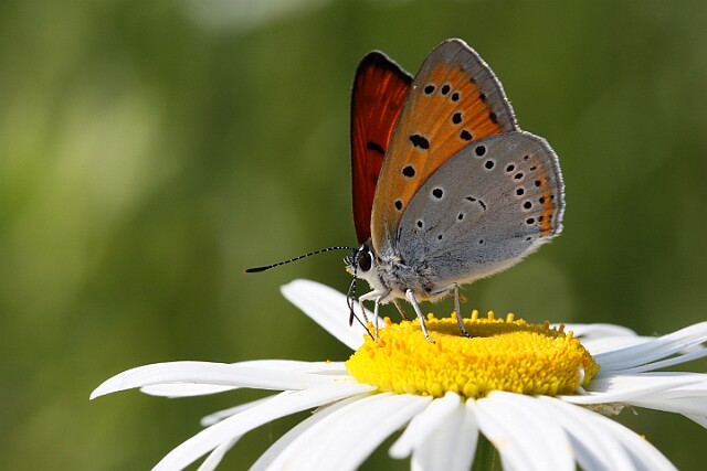 Czerwończyk nieparek [Lycaena dispar]
