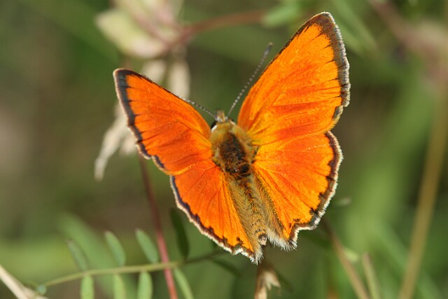 Czerwończyk dukacik Czerwończyk dukacik Lycaena virgaureae