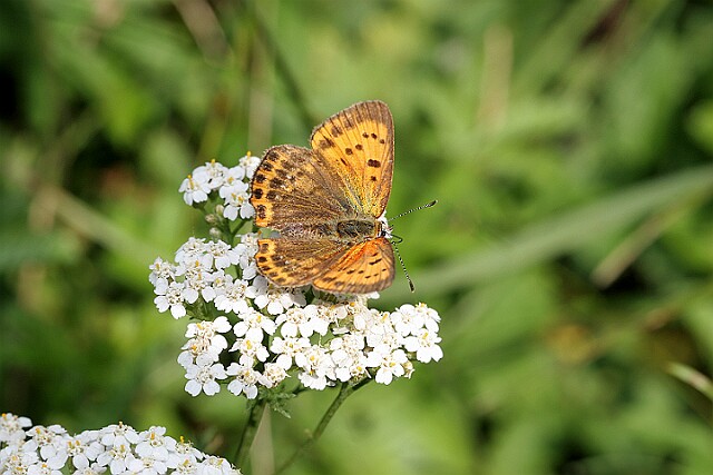 Czerwończyk dukacik Czerwończyk dukacik Lycaena virgaureae - samica