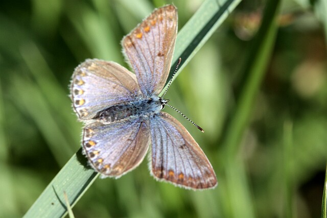 Modraszek adonis