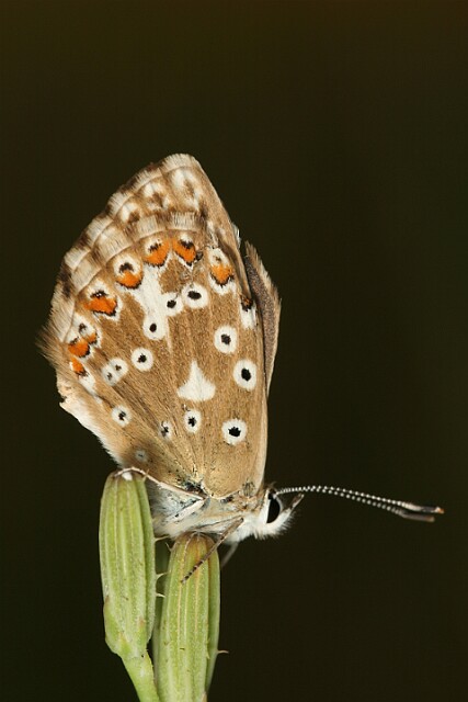 Polyommatus coridon Modraszek korydon