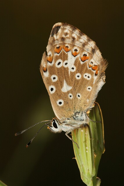 Polyommatus coridon Modraszek korydon