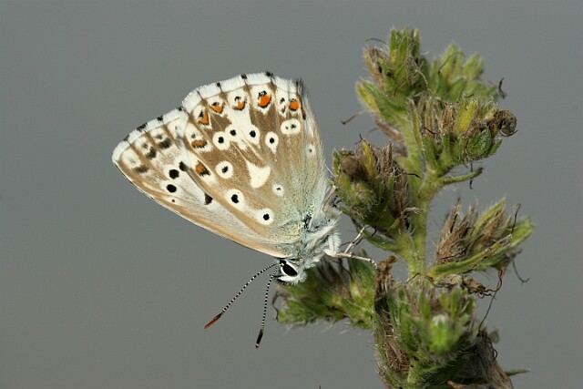 Polyommatus coridon Modraszek korydon