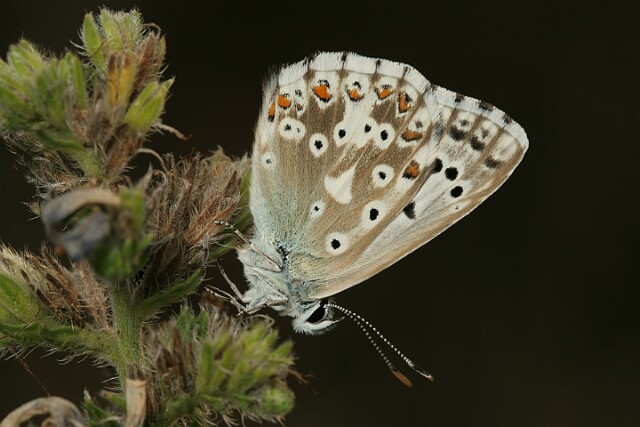 Polyommatus coridon Modraszek korydon