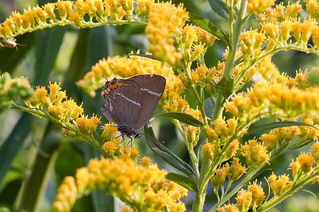Ogończyk wiązowiec Satyrium w-album