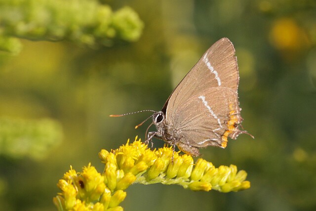 Ogończyk wiązowiec Satyrium w-album