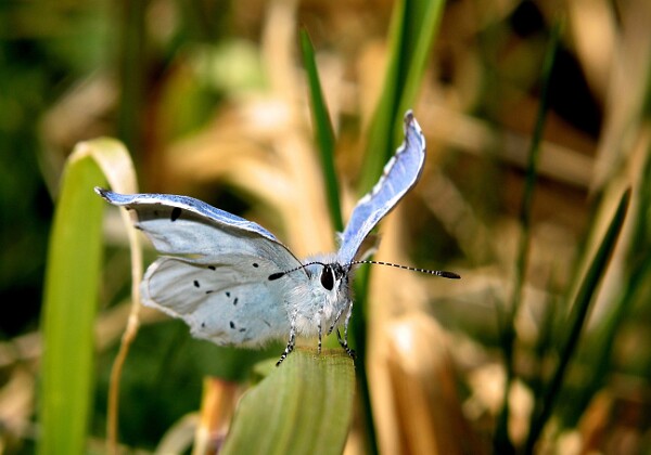 Modraszek wieszczek Modraszek wieszczek [Celastrina argiolus]