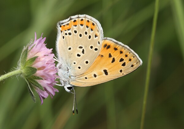 Czerwończyk zamgleniec Czerwończyk zamgleniec [Lycaena alciphron]