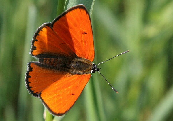 Czerwończyk nieparek Czerwończyk nieparek [Lycaena dispar]