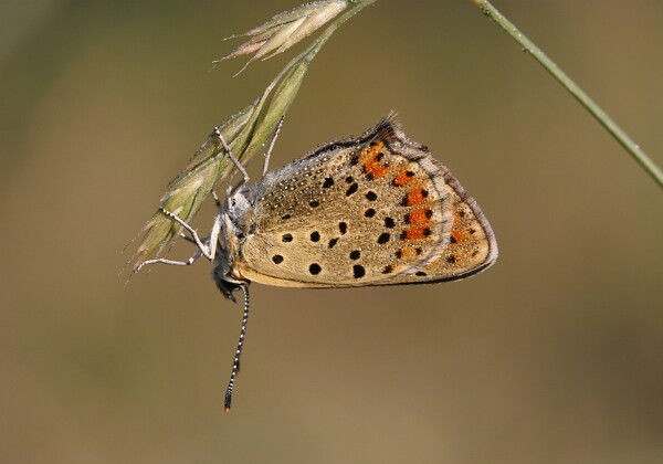 Czerwończyk uroczek Czerwończyk uroczek [Lycaena tityrus]