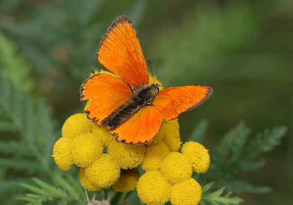Czerwończyk dukacik Czerwończyk dukacik Lycaena virgaureae