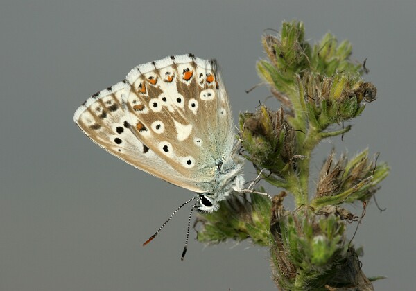 Modraszek korydon Modraszek korydon [Polyommatus coridon]