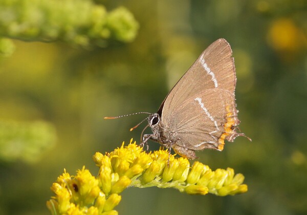 Ogończyk wiązowiec Ogończyk wiązowiec Satyrium w-album