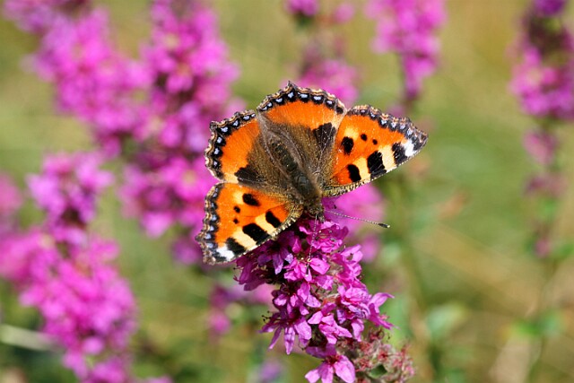 Rusałka pokrzywnik Aglais urticae