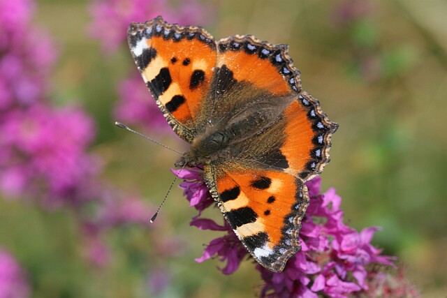 Rusałka pokrzywnik Aglais urticae