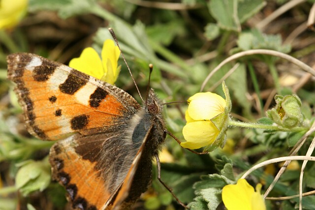 Rusałka pokrzywnik Aglais urticae