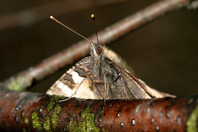 Rusałka pokrzywnik Aglais urticae