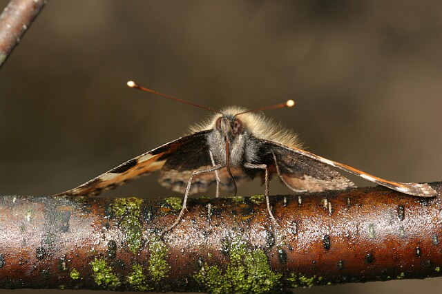 Rusałka pokrzywnik Aglais urticae
