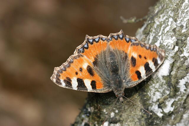 Rusałka pokrzywnik Aglais urticae