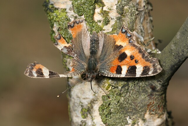 Rusałka pokrzywnik Aglais urticae