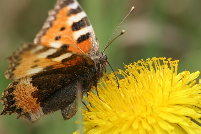 Rusałka pokrzywnik Aglais urticae
