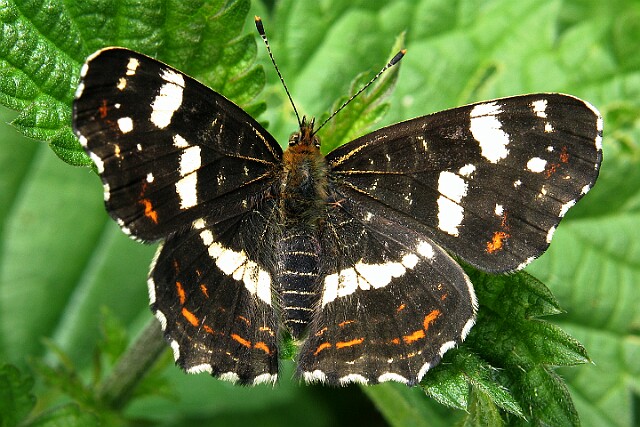 Rusałka kratkowiec Araschnia levana