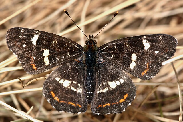 Rusałka kratkowiec Araschnia levana