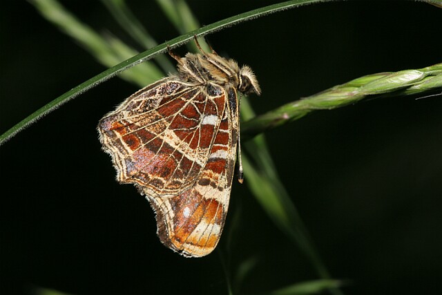 Rusałka kratkowiec Araschnia levana