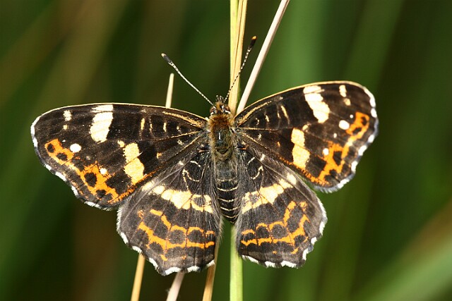 Rusałka kratkowiec Araschnia levana