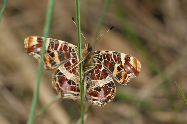 Rusałka kratkowiec Araschnia levana