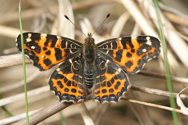 Rusałka kratkowiec Araschnia levana