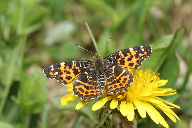Rusałka kratkowiec Araschnia levana