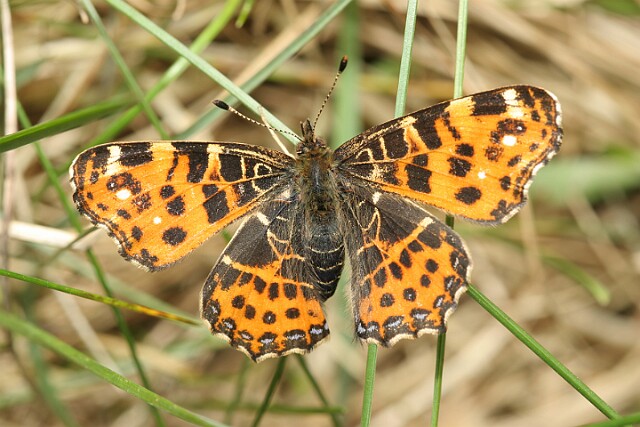 Rusałka kratkowiec Araschnia levana