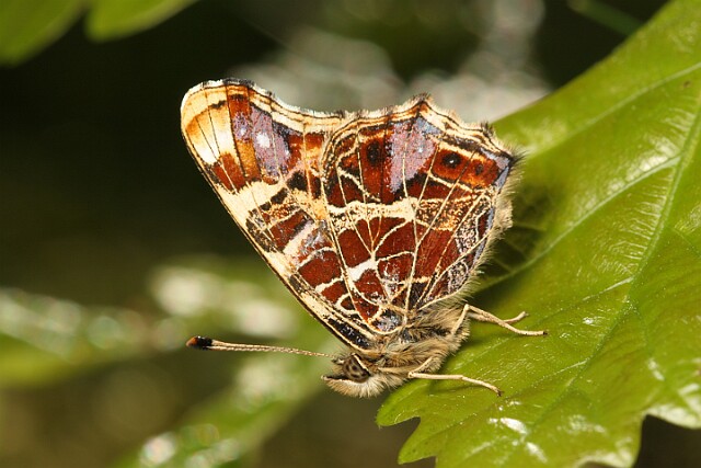 Rusałka kratkowiec Araschnia levana