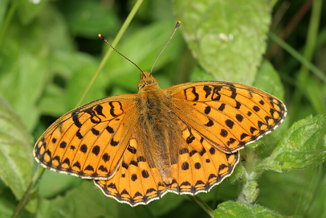 Dostojka aglaja [Argynnis aglaja]