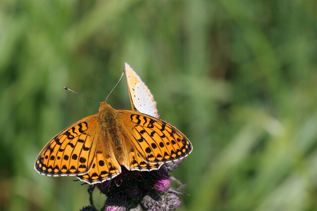 Dostojka aglaja [Argynnis aglaja]