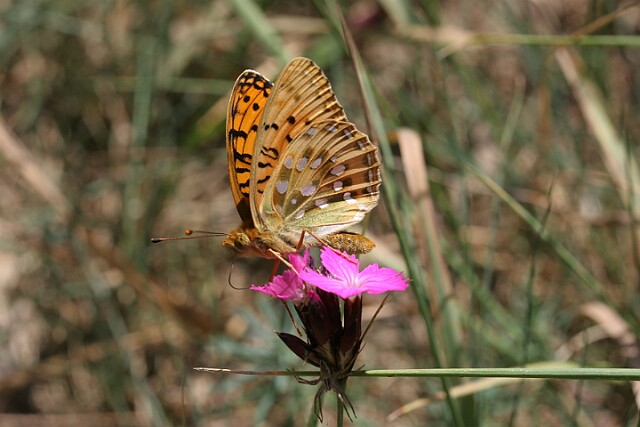 Dostojka aglaja [Argynnis aglaja]