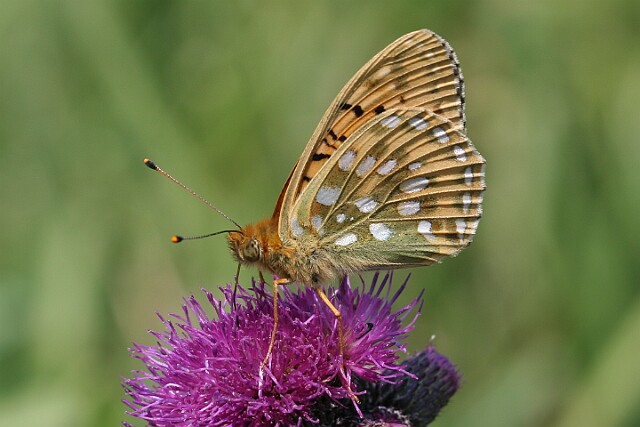Dostojka aglaja [Argynnis aglaja]