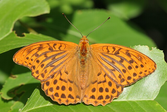 Dostojka malinowiec [Argynnis paphia]