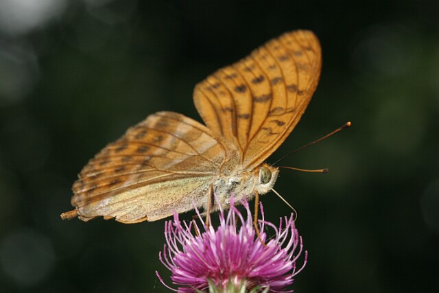 Dostojka malinowiec [Argynnis paphia]
