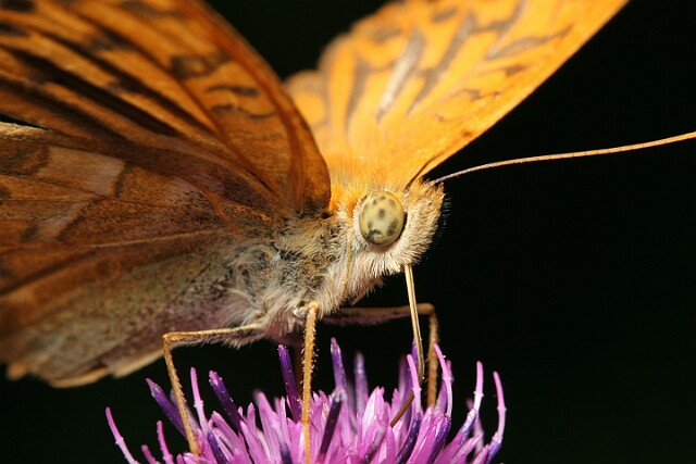 Dostojka malinowiec [Argynnis paphia]