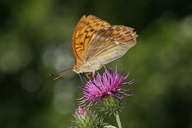 Dostojka malinowiec [Argynnis paphia]
