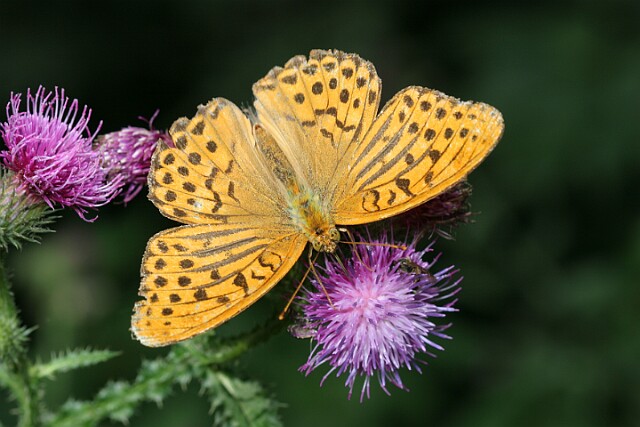 Dostojka malinowiec [Argynnis paphia]