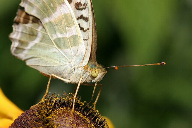 Dostojka malinowiec [Argynnis paphia]