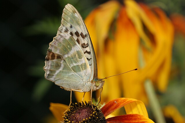 Dostojka malinowiec [Argynnis paphia]
