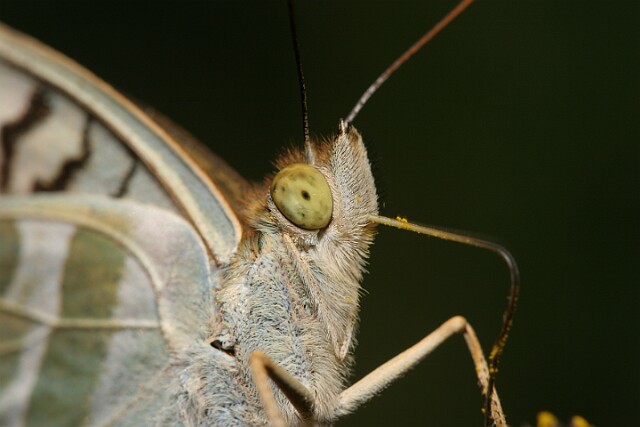 Dostojka malinowiec [Argynnis paphia]