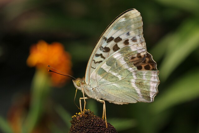 Dostojka malinowiec [Argynnis paphia]