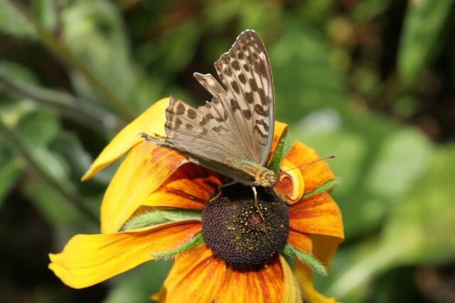 Dostojka malinowiec [Argynnis paphia]