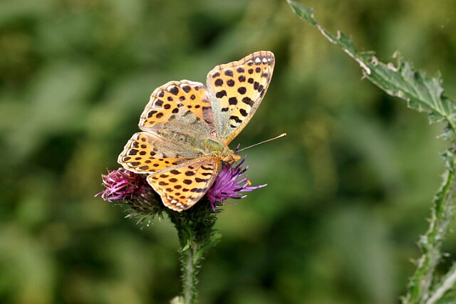 Dostojka latonia [Issoria lathonia]