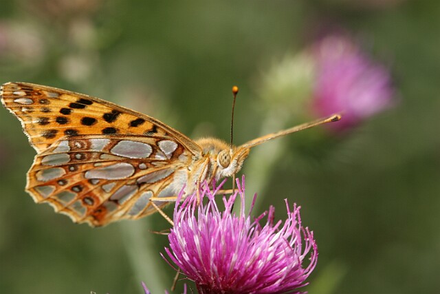 Dostojka latonia [Issoria lathonia]